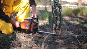 How Our Tree Care Process Works  in  Boonville, CA