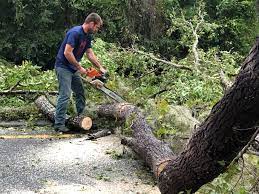 Best Hedge Trimming  in Boonville, CA