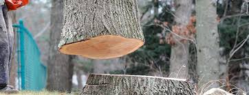 Best Fruit Tree Pruning  in Boonville, CA