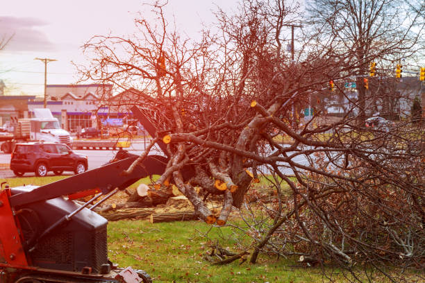 Best Hazardous Tree Removal  in Boonville, CA