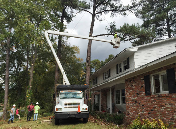 Best Utility Line Clearance  in Boonville, CA