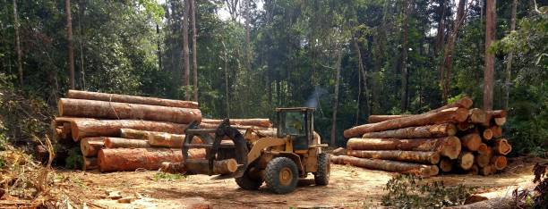 Trusted Boonville, CA Tree Care Experts