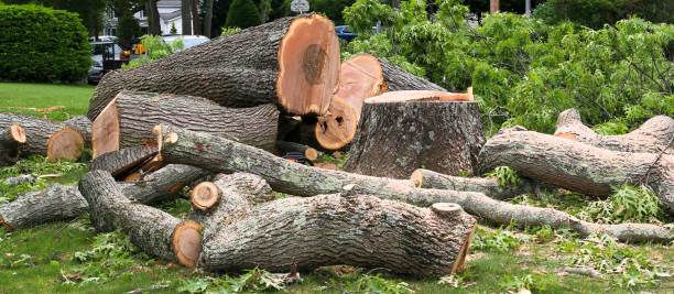 Best Tree Preservation Services  in Boonville, CA
