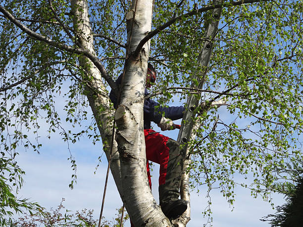 Best Firewood Processing and Delivery  in Boonville, CA