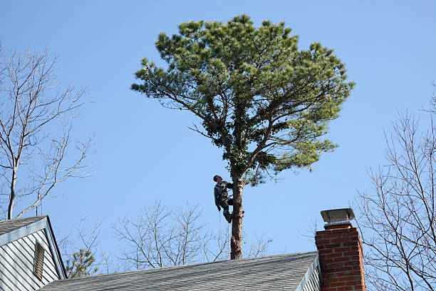 Best Commercial Tree Services  in Boonville, CA