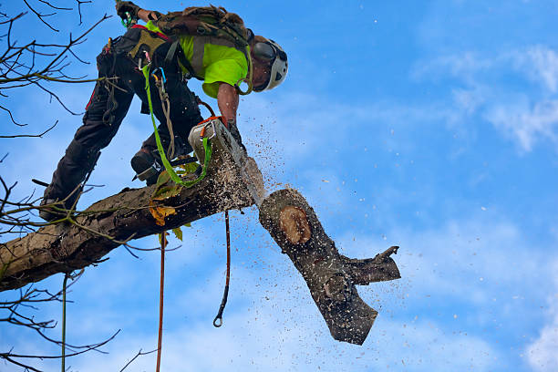  Boonville, CA Tree Care Pros