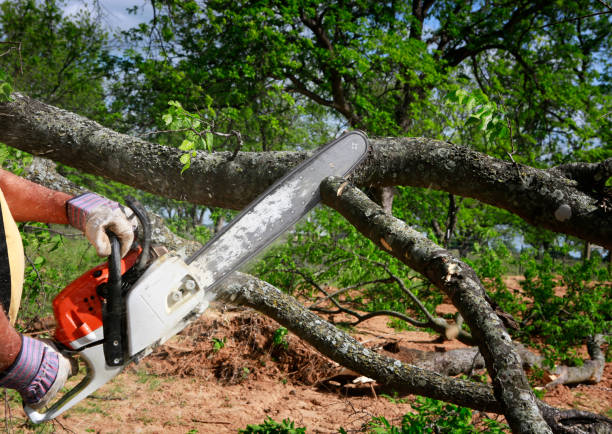 Best Tree Disease Treatment  in Boonville, CA