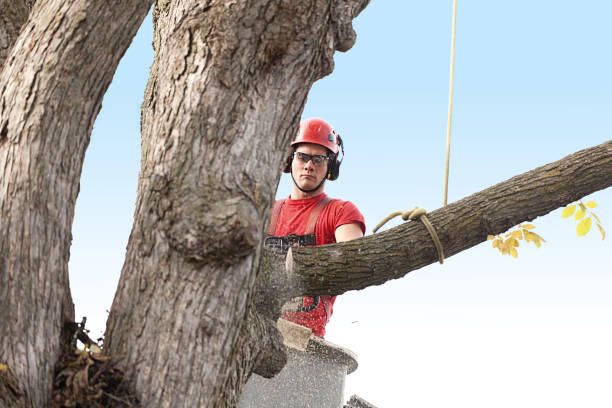 Best Lawn Pest Prevention  in Boonville, CA