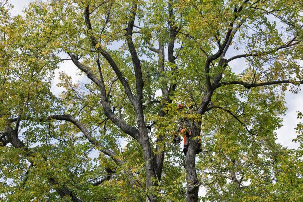 Best Root Management and Removal  in Boonville, CA